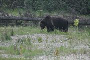 152 - Banff,Lake Louise,Morraine Lake  - IMG_0836